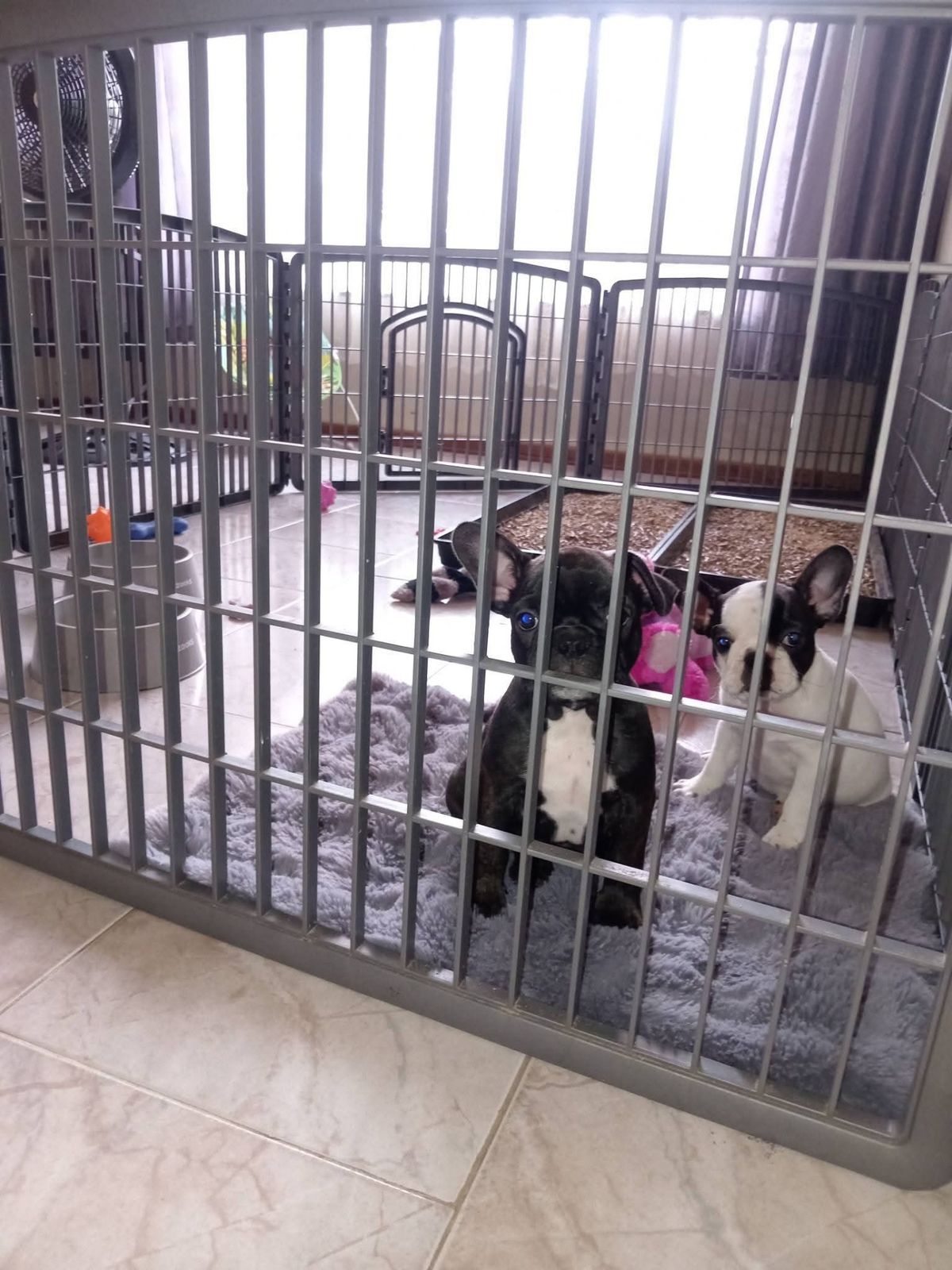 Puppies settled together in a clean pen before the day's collection