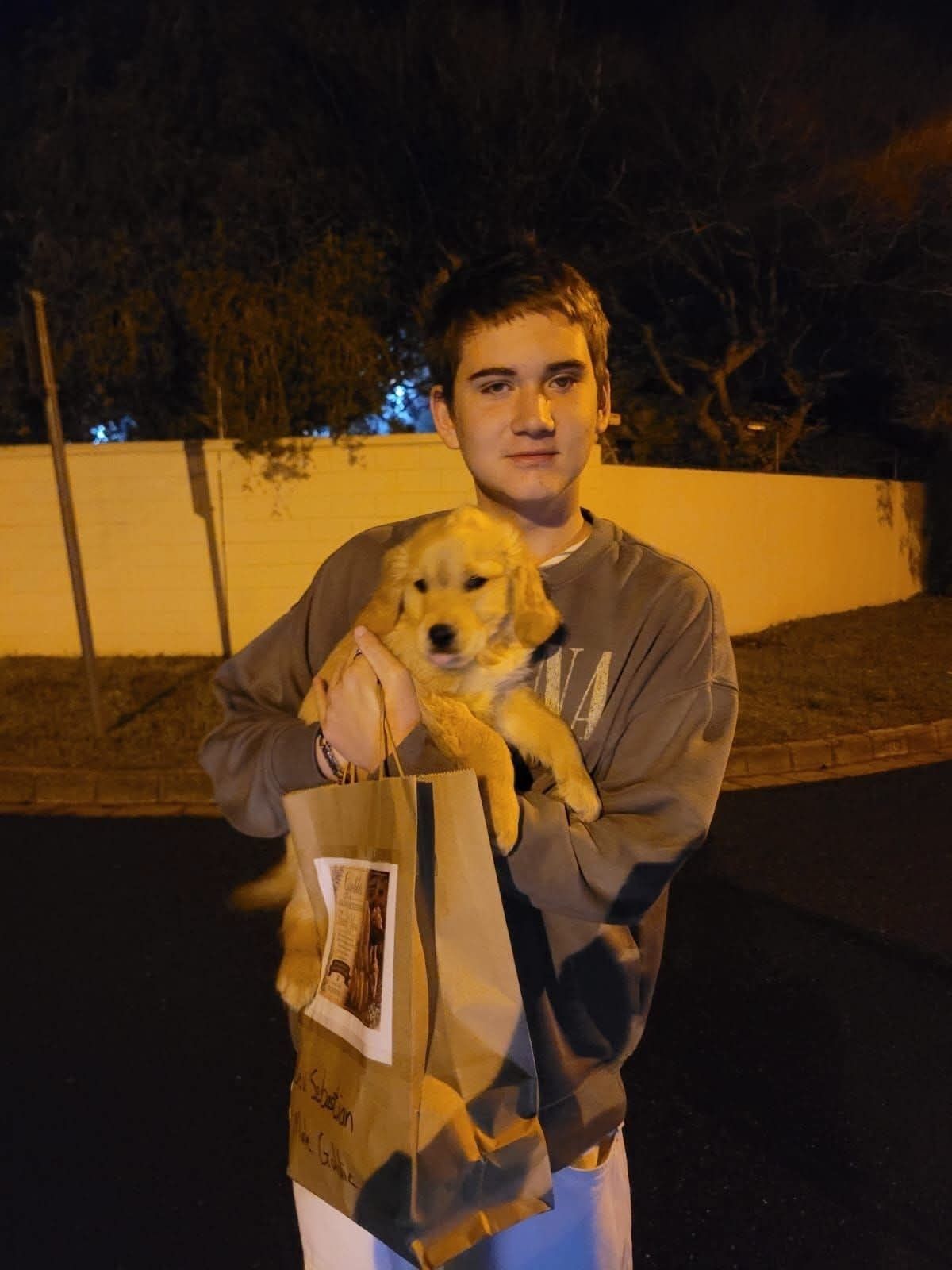 An evening arrival, golden puppy safely delivered