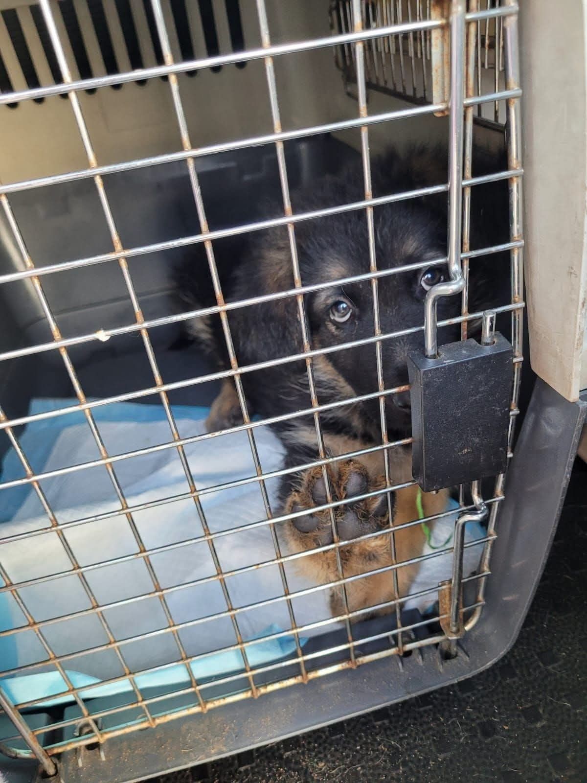 A dog looking out from a secured travel crate, settled and unbothered