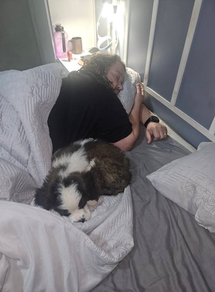 Two dogs asleep together on the bed after arriving home