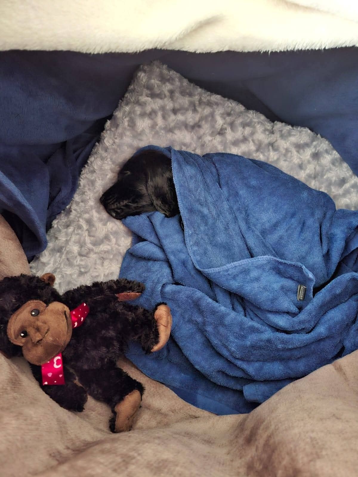 A dark puppy asleep on a blanket with a soft toy