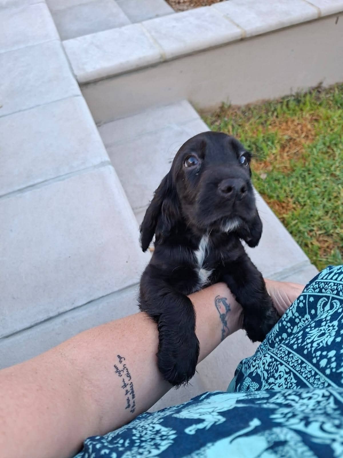 A black spaniel puppy sitting on her owner's lap outdoors