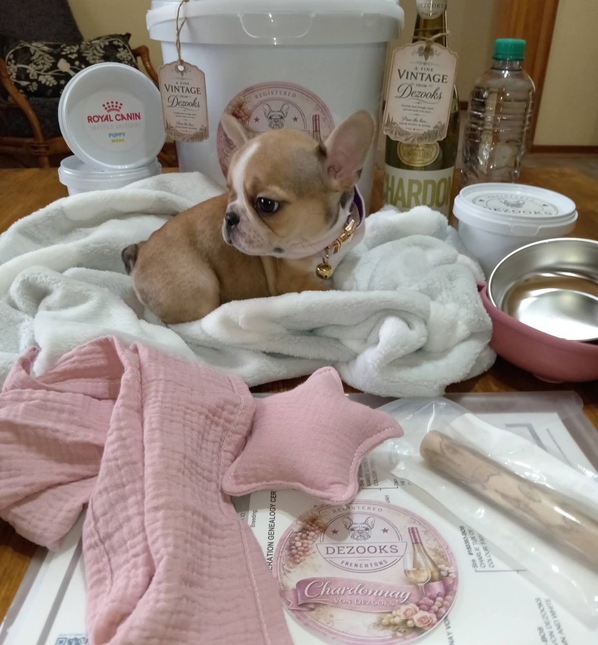 A French bulldog puppy on a white blanket with her welcome gifts