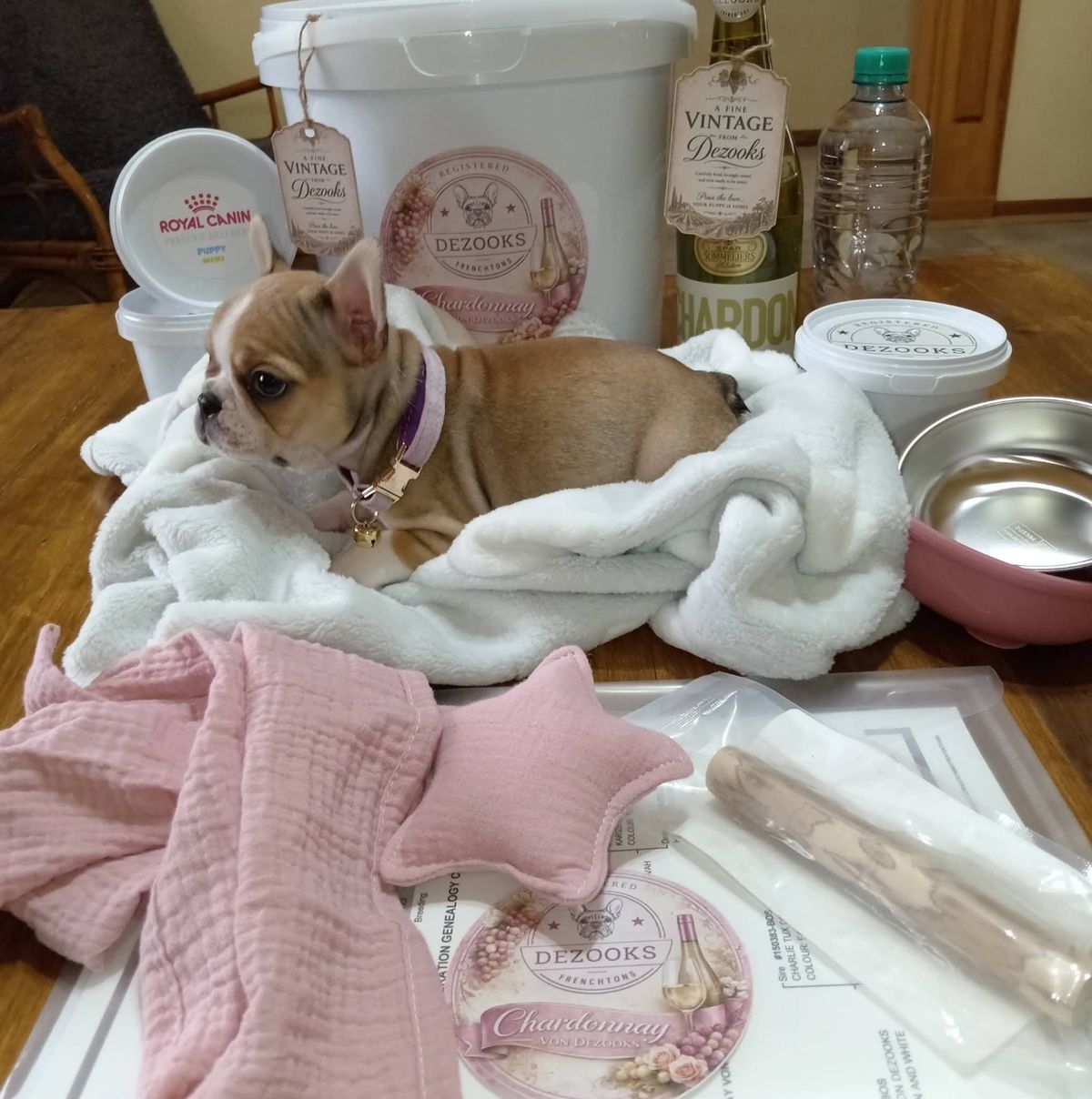 A French bulldog puppy among her blankets and bowls
