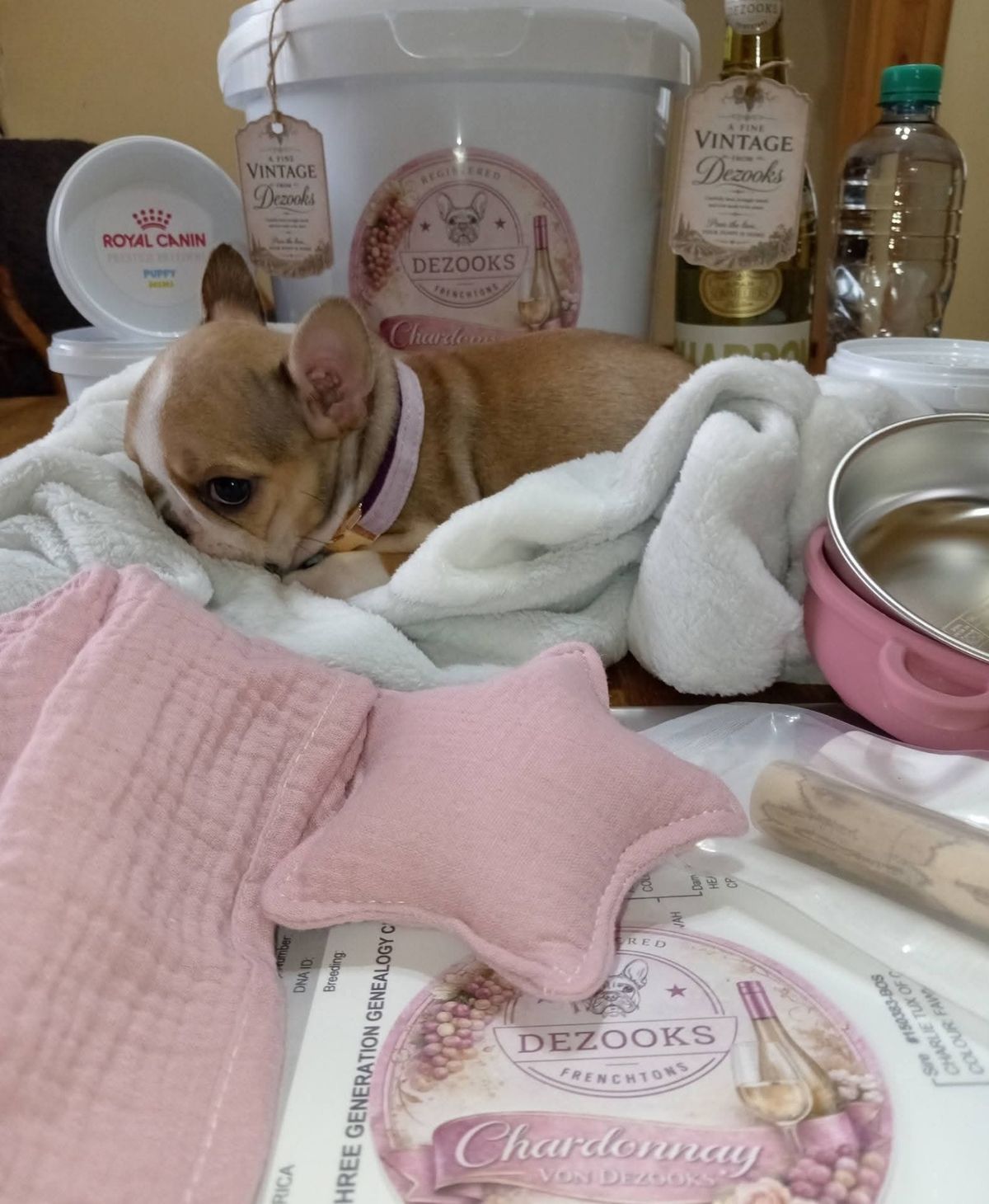 A French bulldog puppy wrapped up warm after the trip