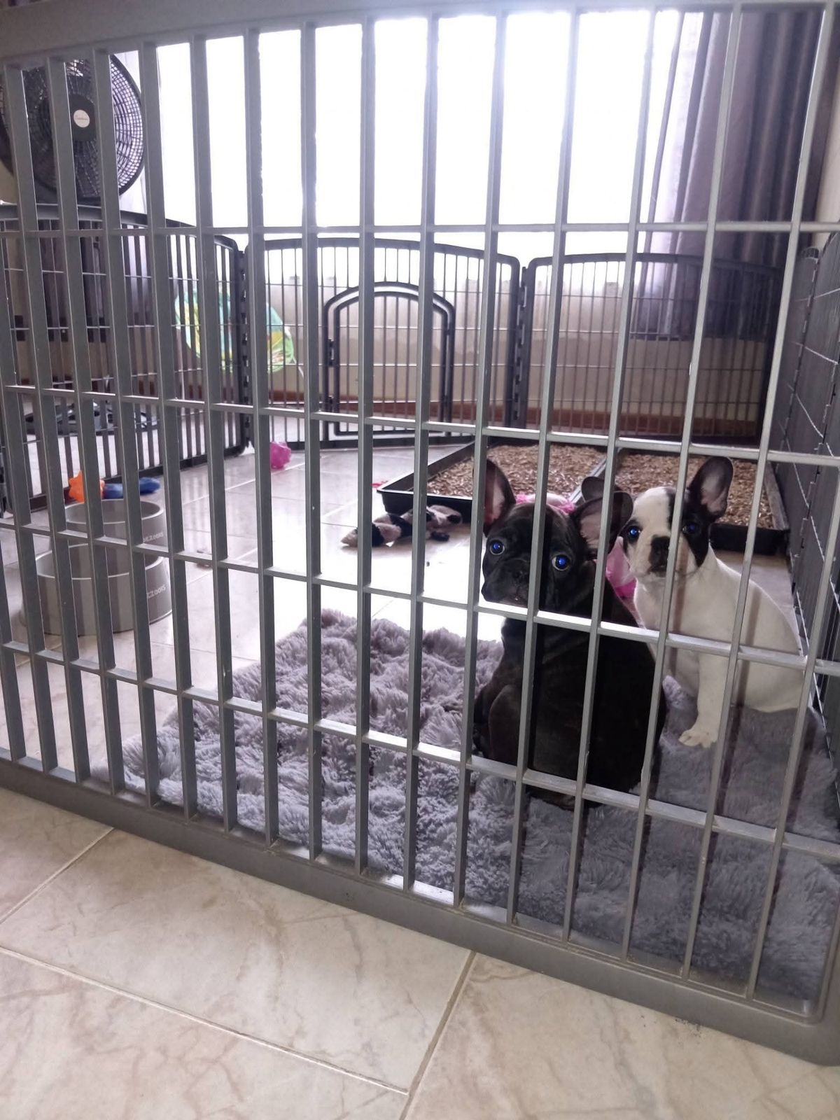 Puppies resting quietly together before collection
