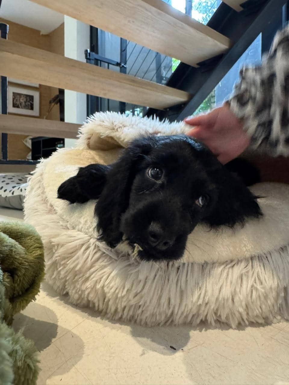 A black spaniel puppy settled into her new bed