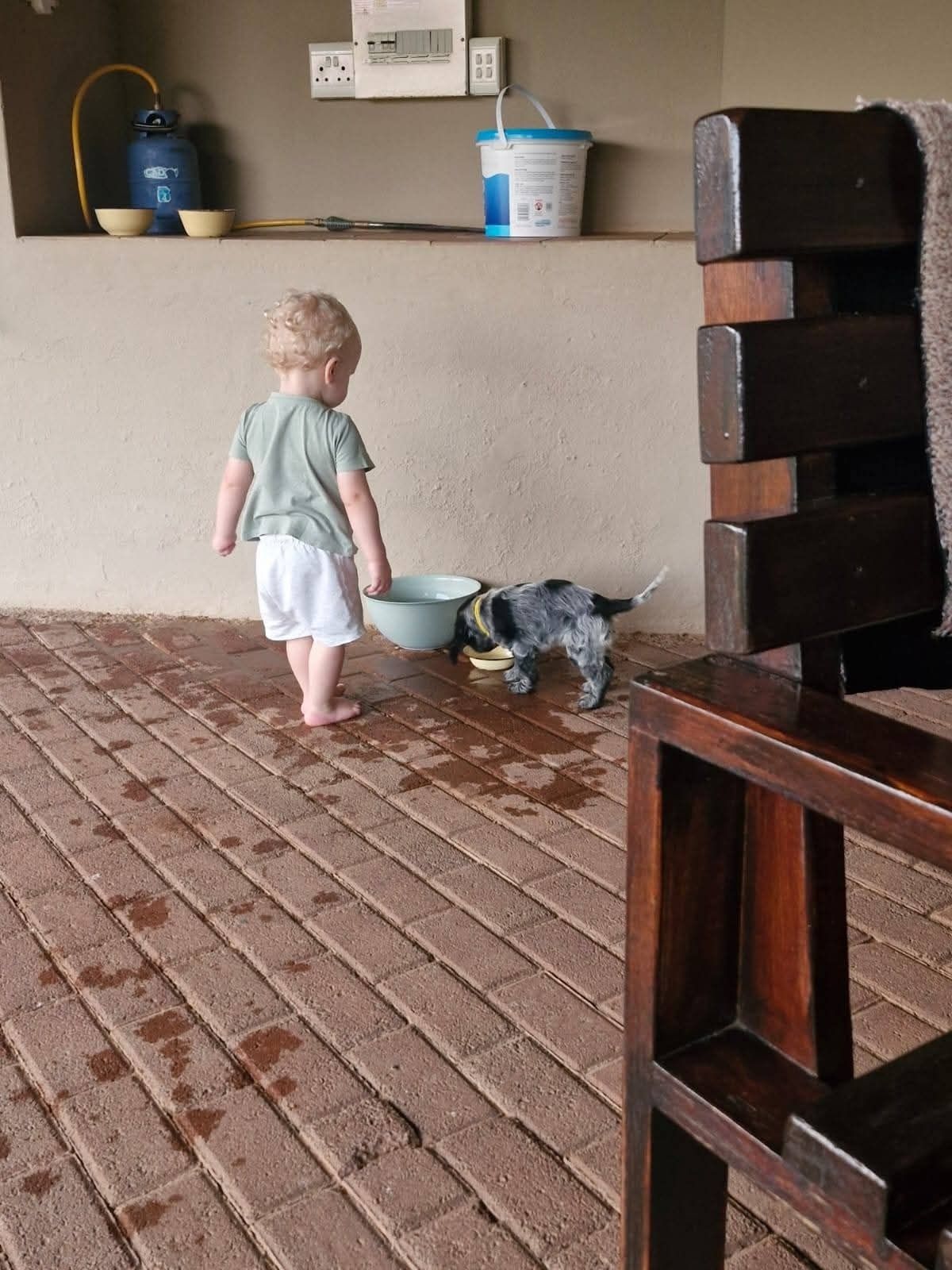 A toddler walking out to meet the puppy on the farm