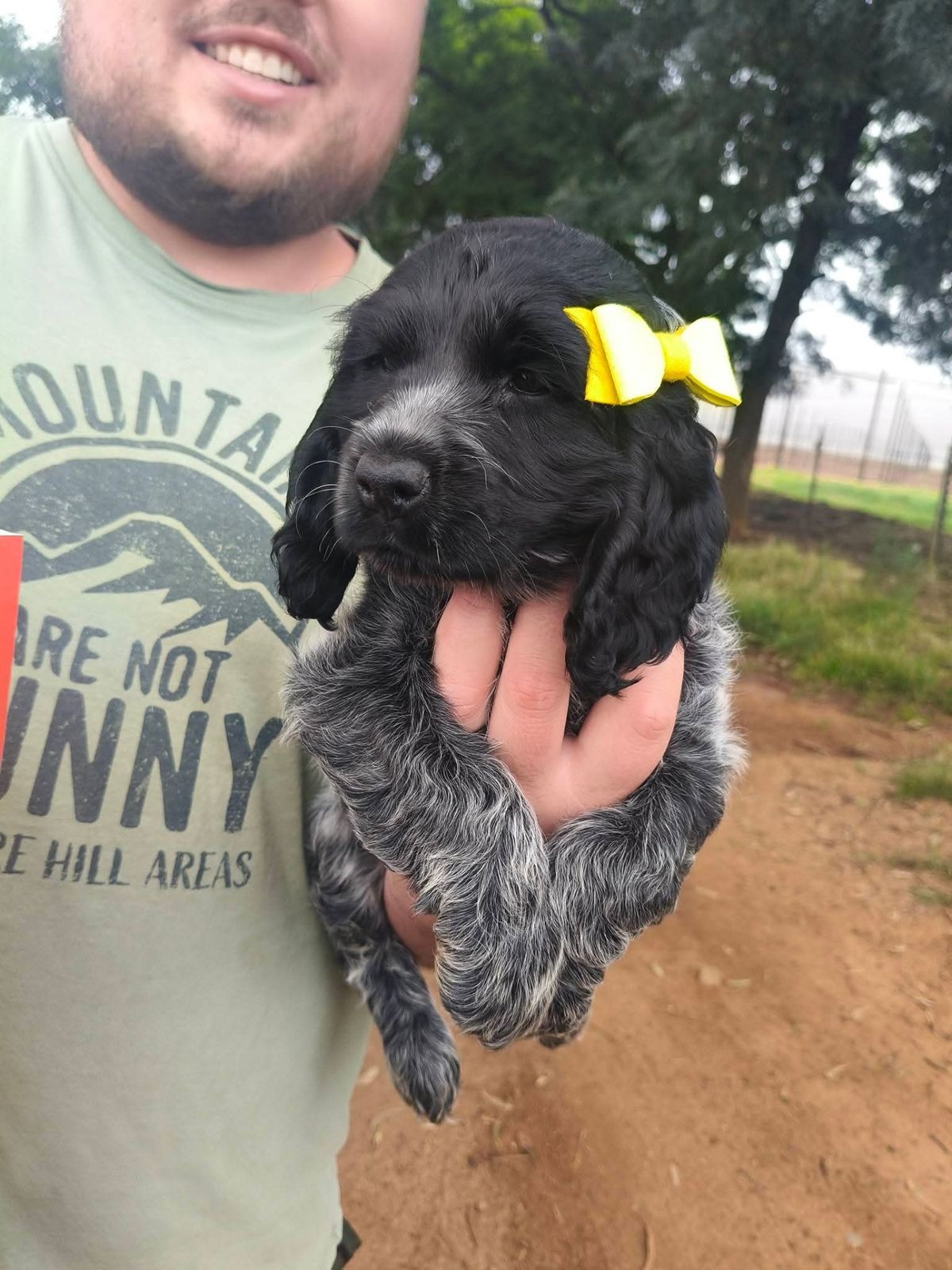 A blue roan spaniel puppy collected from her breeder